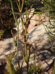 Centella virgata virgata