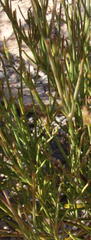 Centella virgata virgata