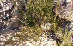 Centella virgata virgata