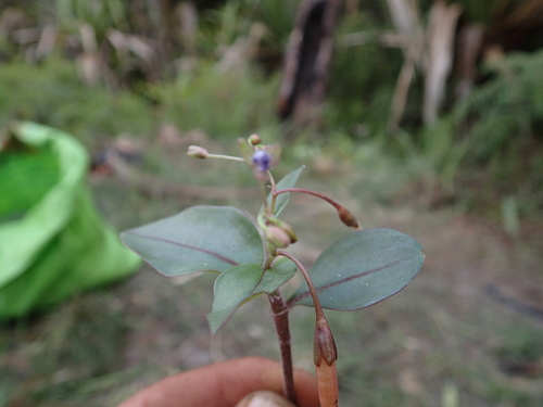 Pseudoparis cauliflora image