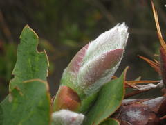 Protea grandiceps