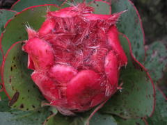 Protea grandiceps
