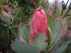 Protea grandiceps
