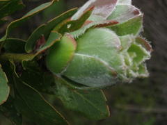 Protea grandiceps