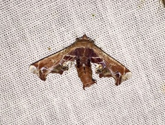 Eutelia pulcherrimus