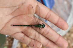 Triacanthagyna ditzleri