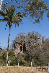 Attalea brasiliensis