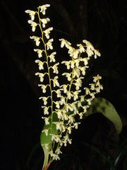 Stelis gelida