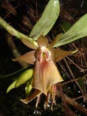 Epidendrum cerinum