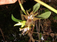 Epidendrum cerinum