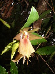 Epidendrum cerinum