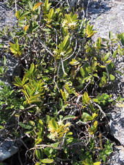 Cyrtorchis arcuata arcuata