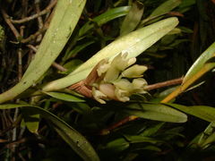 Epidendrum pseudoramosum