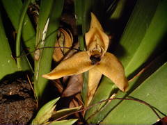 Maxillaria nasuta