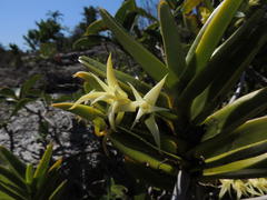 Cyrtorchis arcuata arcuata