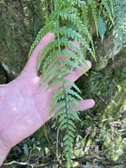 Asplenium gastonis