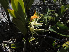 Cyrtorchis arcuata arcuata