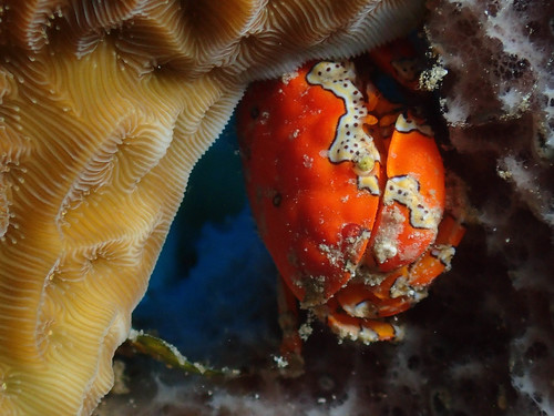 gaudy clown crab