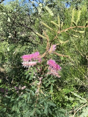 Mimosa dysocarpa
