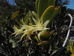 Cyrtorchis arcuata arcuata