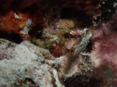 Gonodactylidae