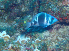 Hypoplectrus indigo