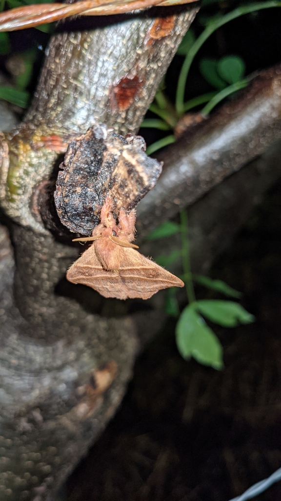 Hylesia lineata