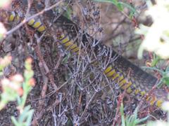 Dispholidus typus typus