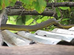 Dispholidus typus typus