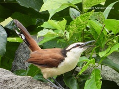 Campylorhynchus chiapensis