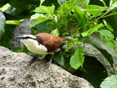 Campylorhynchus chiapensis