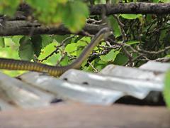 Dispholidus typus typus