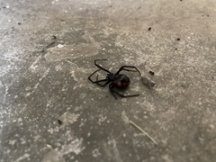 Latrodectus variolus