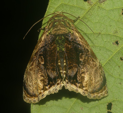 Lepidodes limbulata