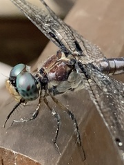 Libellula vibrans