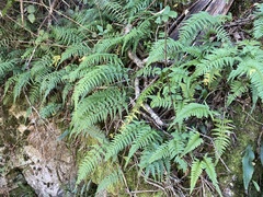 Asplenium gastonis