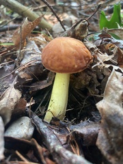 Hemileccinum rubropunctum