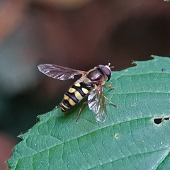 Eupeodes fumipennis