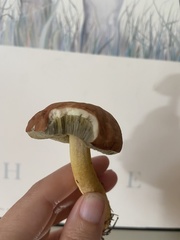 Hemileccinum rubropunctum