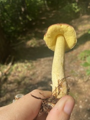 Hemileccinum rubropunctum