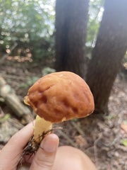 Hemileccinum rubropunctum
