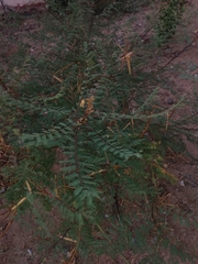 Erythrostemon gilliesii