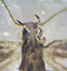 Neurobathra strigifinitella