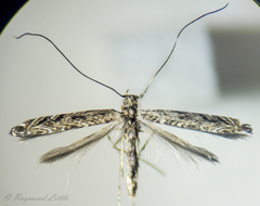 Neurobathra strigifinitella