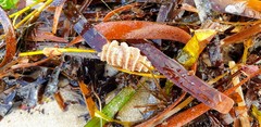 Densipora corrugata