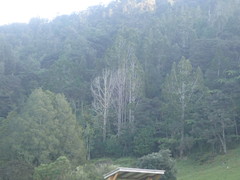 Phytophthora agathidicida