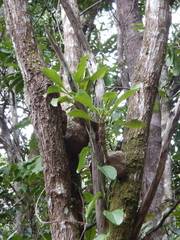 Myrmecodia tuberosa
