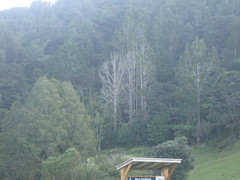 Phytophthora agathidicida