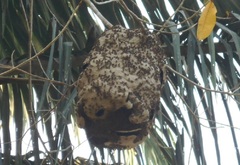 Brachygastra
