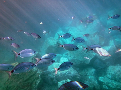 Saddled Seabream